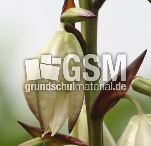 Yucca-Blüte-079.jpg
